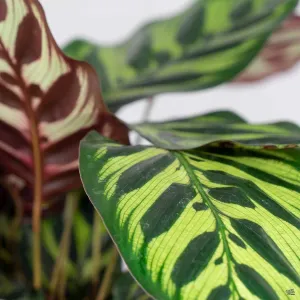 Calathea 'Makoyana'