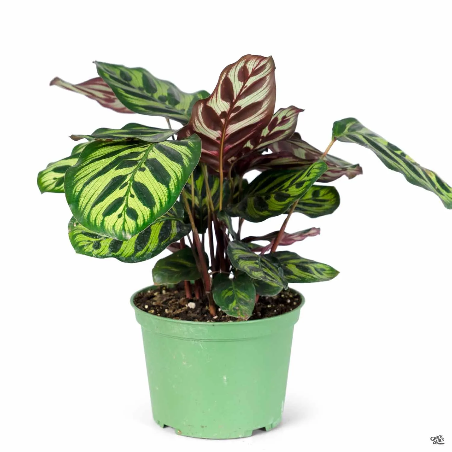 Calathea 'Makoyana'