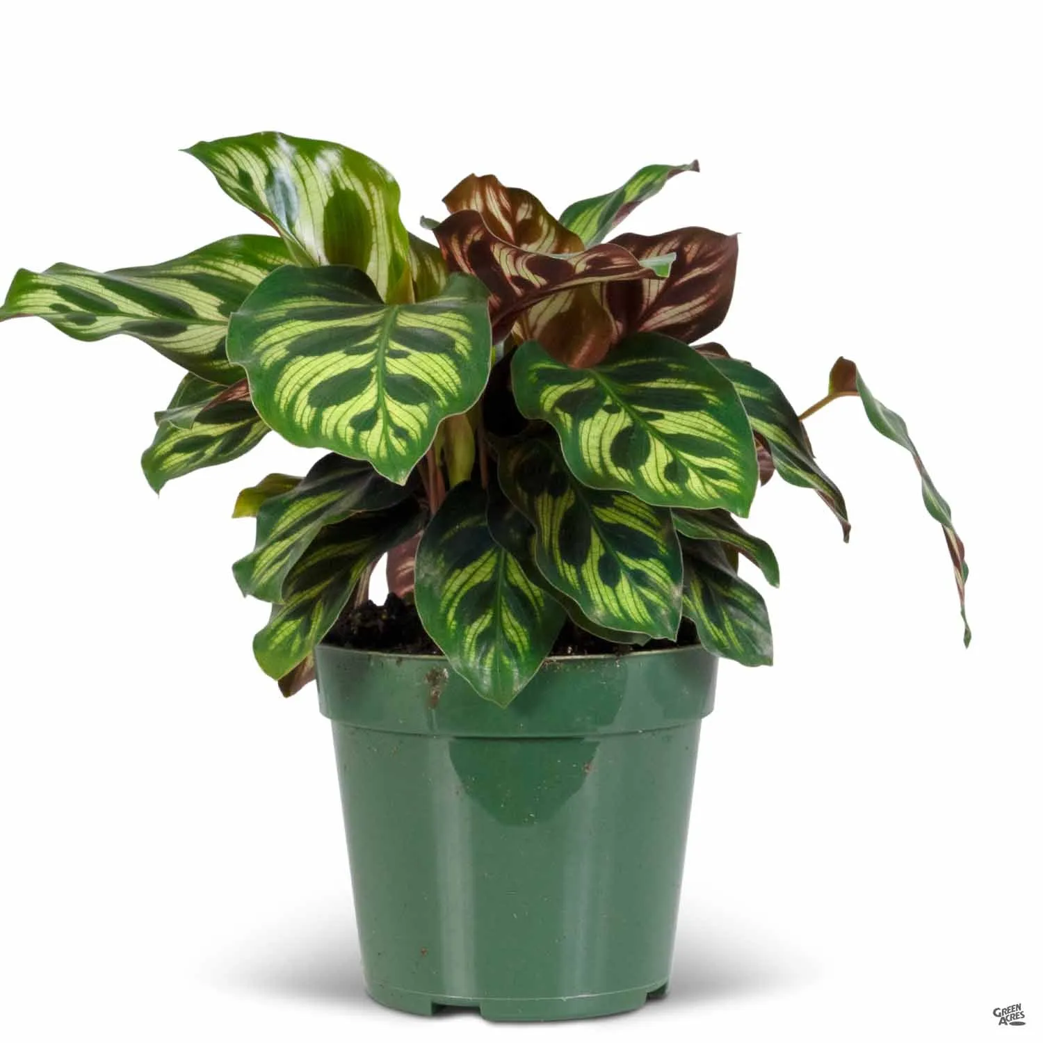 Calathea 'Makoyana'