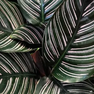 Calathea 'Ornata'