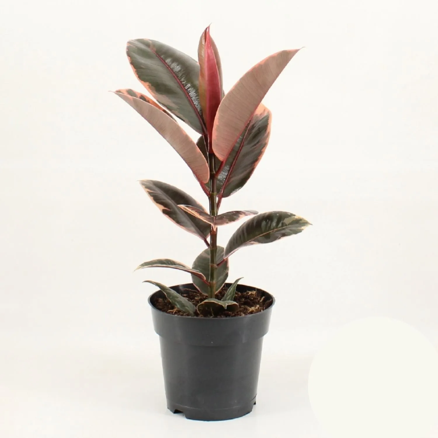 Ficus Elastica Belize 17cm Pot