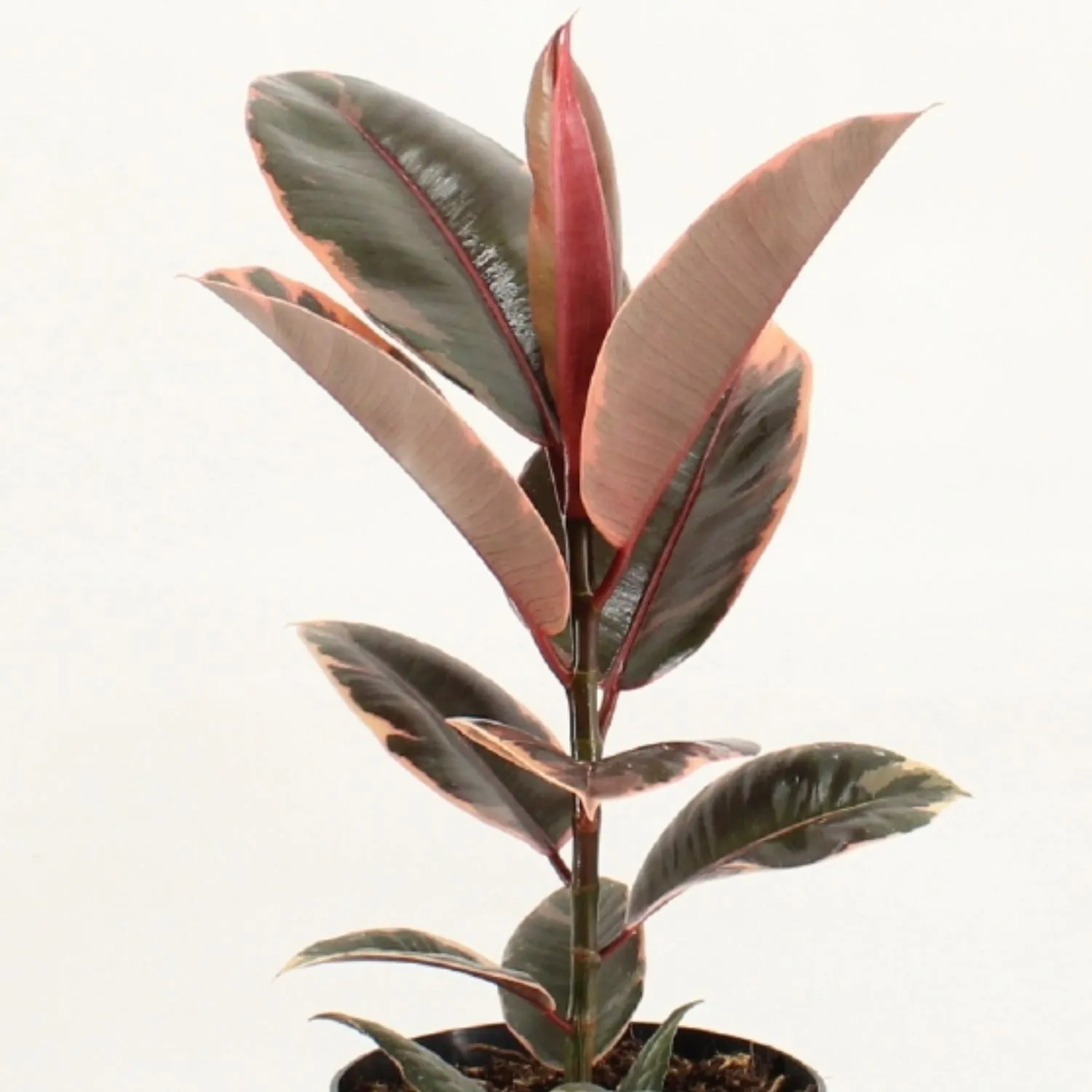 Ficus Elastica Belize 17cm Pot