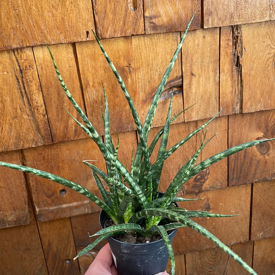 Sansevieria - 'Fernwood Mikado'